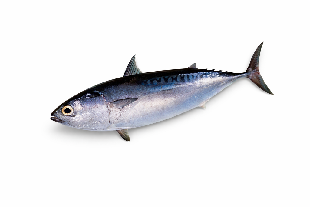 Unrigged Bullet Bonito