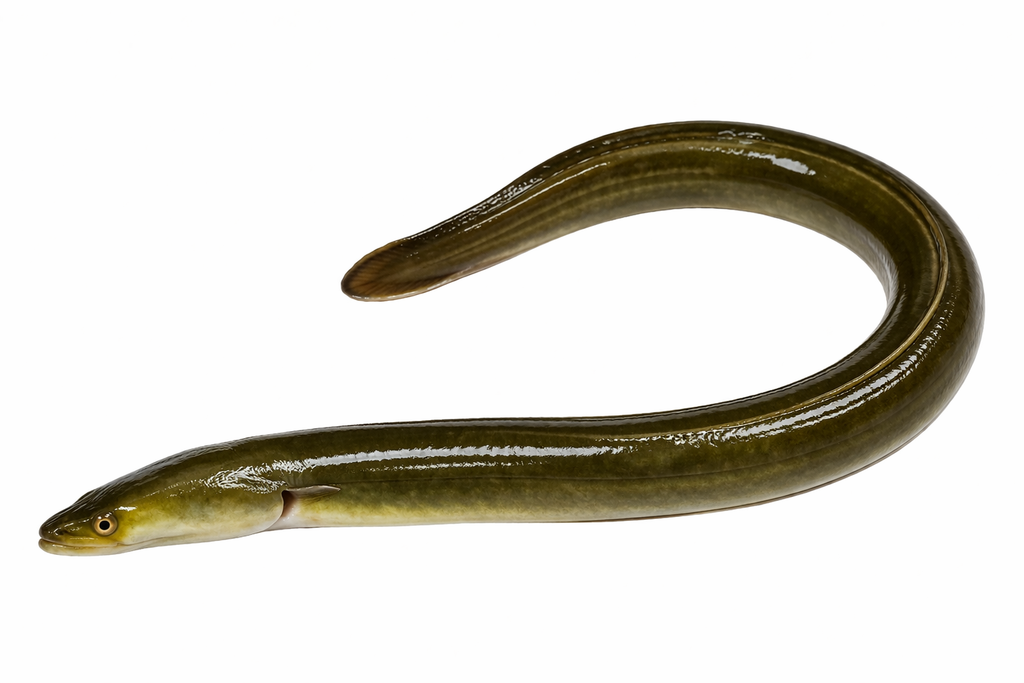 Unrigged Eels