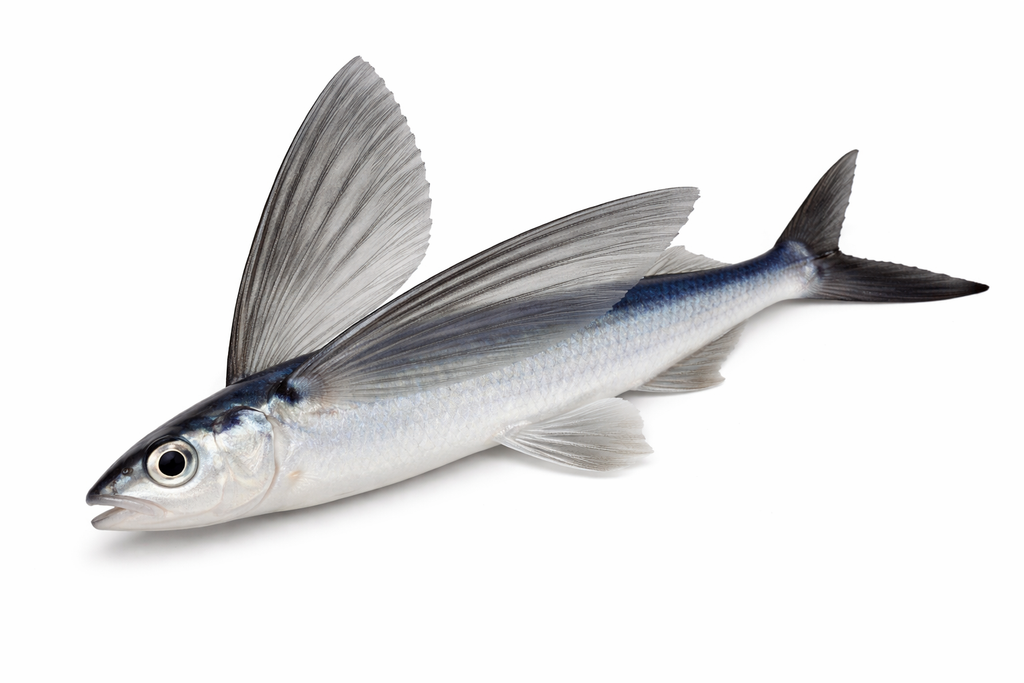 Unrigged Flying Fish 5-8"