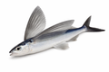 Unrigged Flying Fish 5-8" Medium-Large