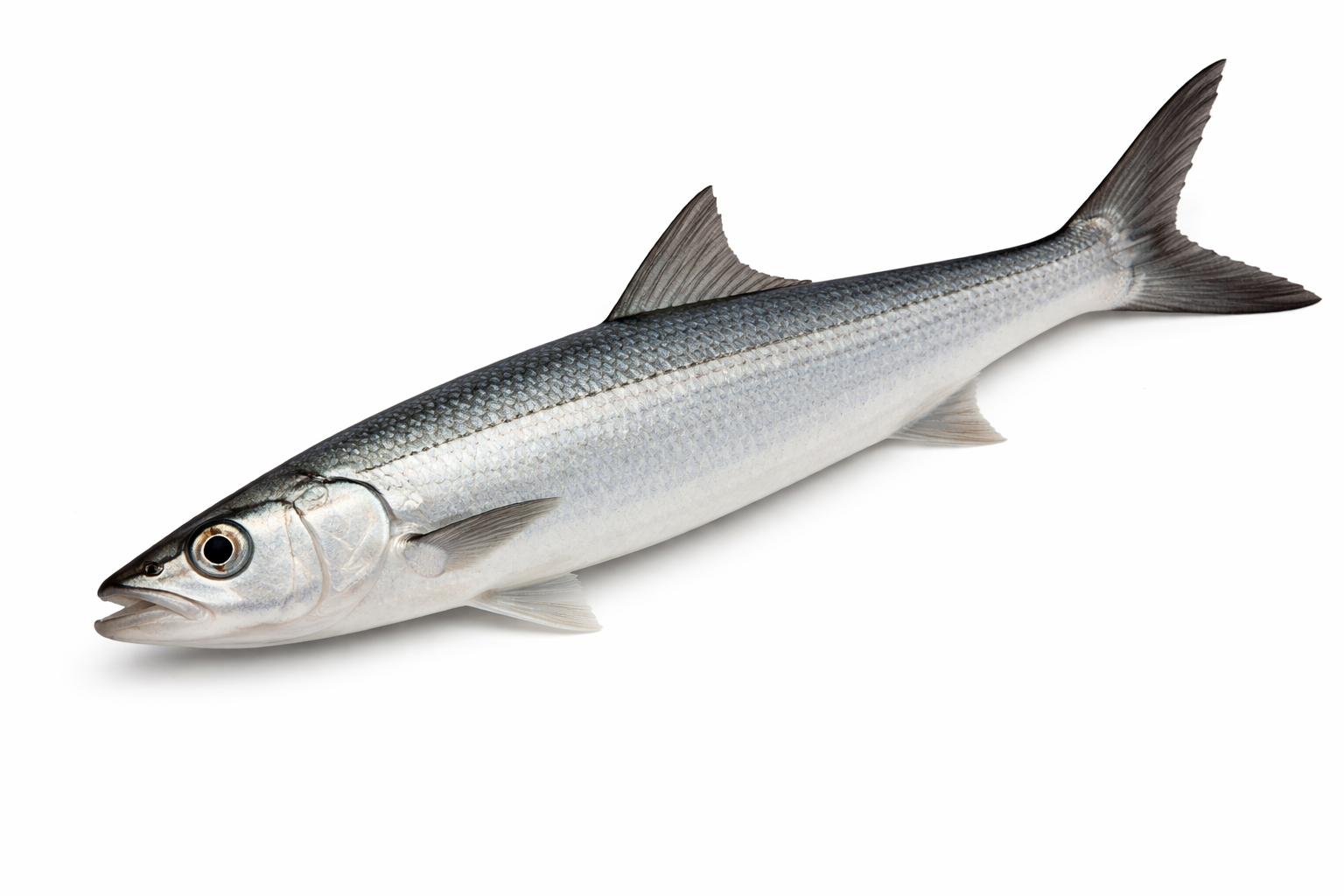 Unrigged Ladyfish 10-14"