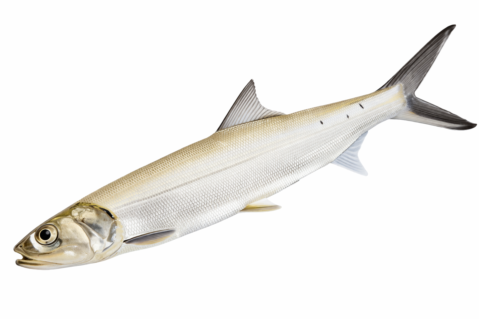 Unrigged Ladyfish