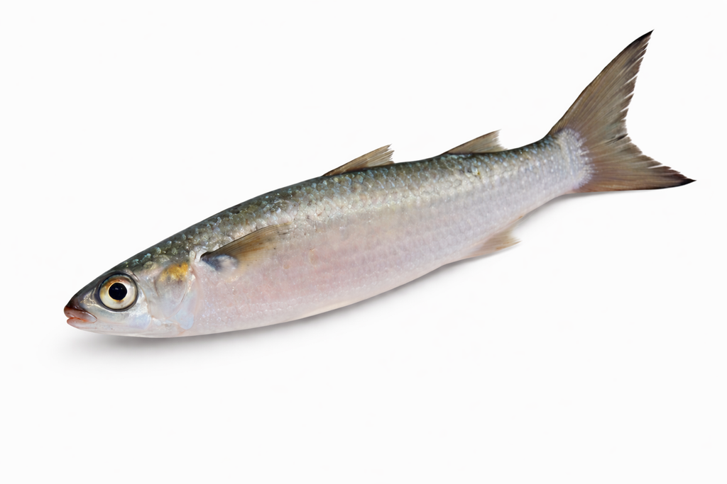 Silver Mullet Wedge/Deboned