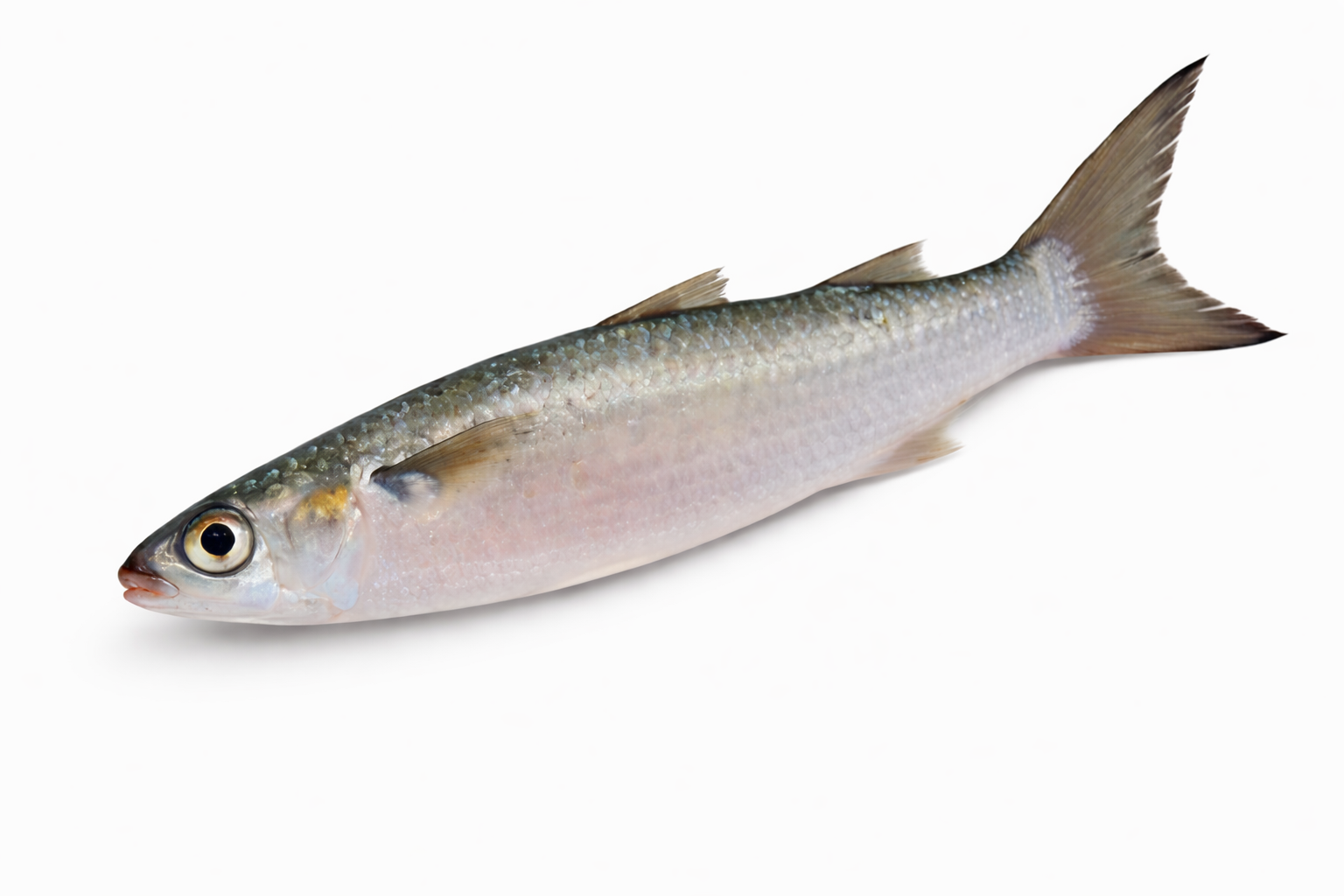 Silver Mullet Wedge/Deboned