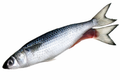 Silver Mullet Split-Tailed