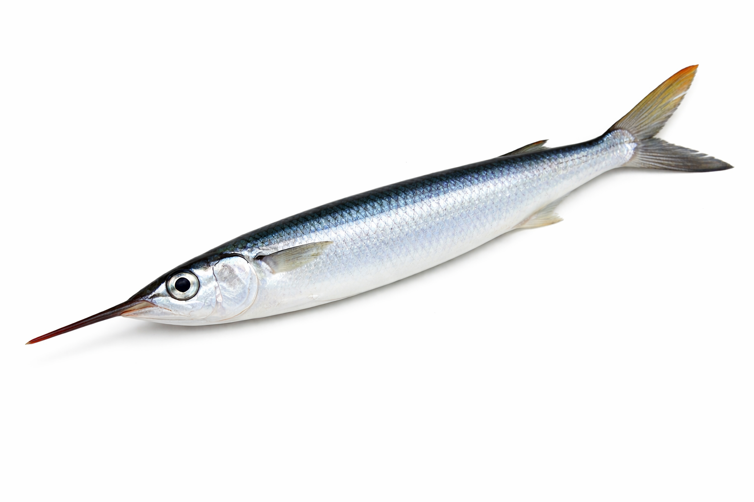 Unrigged Ballyhoo