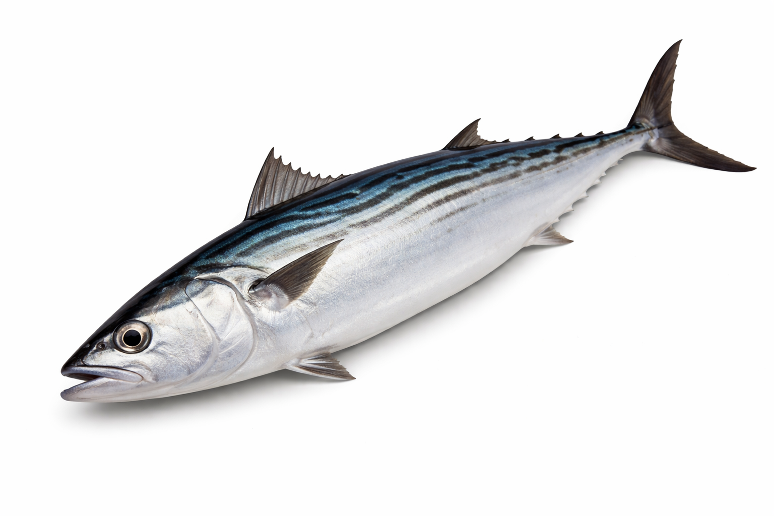 Unrigged Bullet Bonito 8-10"