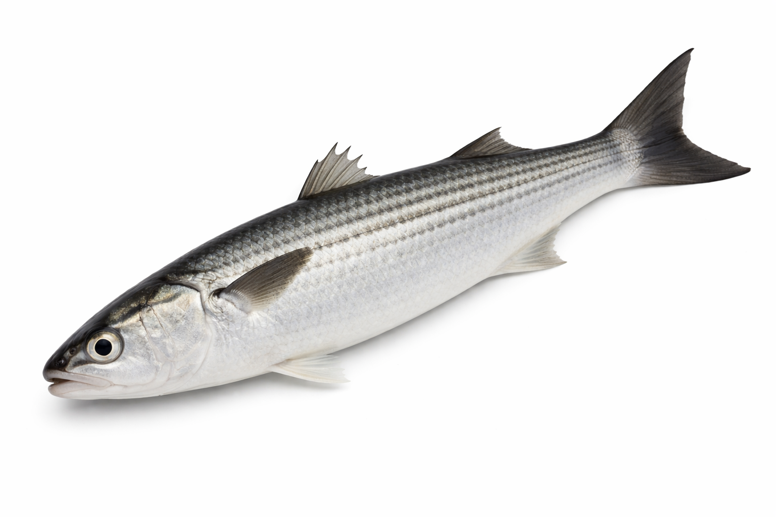 Silver Mullet Wedge/Deboned 12"+