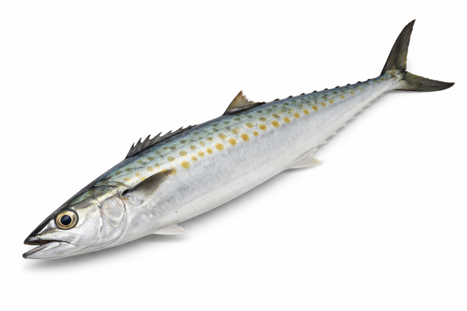 Unrigged Spanish Mackerel X-Small (12-13")
