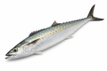 Unrigged Spanish Mackerel Medium (13-14")