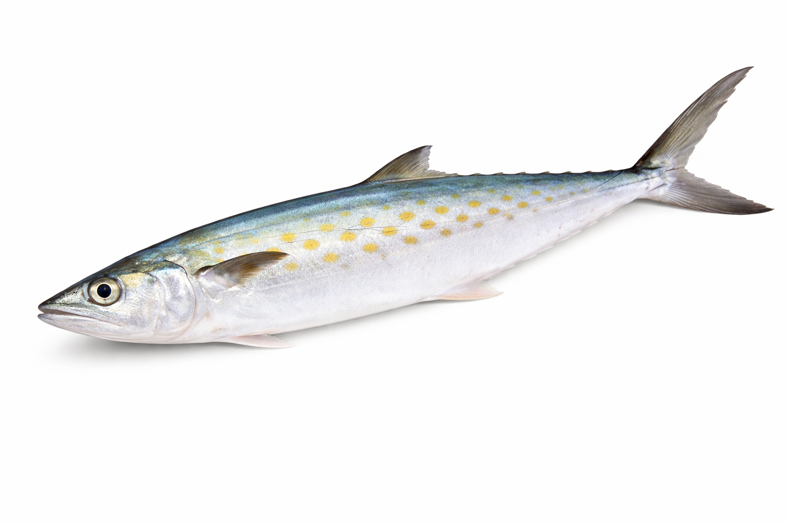 Unrigged Spanish Mackerel